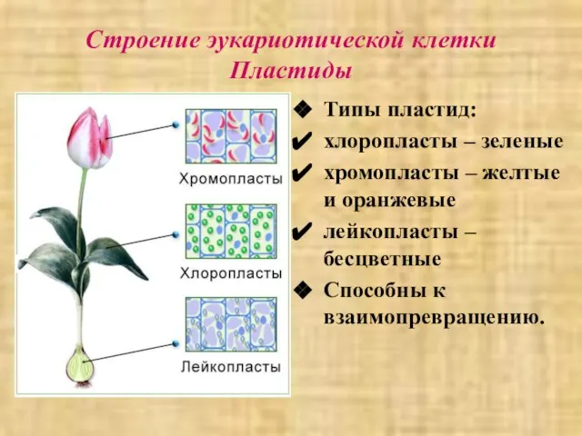 Строение эукариотической клетки Пластиды Типы пластид: хлоропласты – зеленые хромопласты –