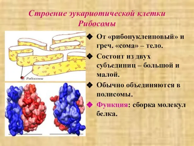 Строение эукариотической клетки Рибосомы От «рибонуклеиновый» и греч. «сома» – тело.