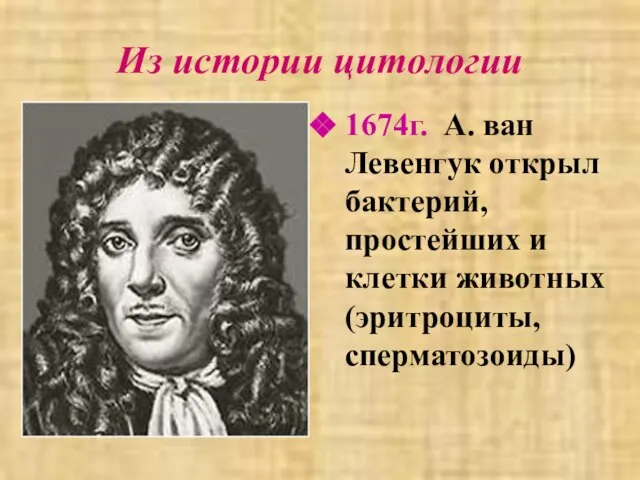 Из истории цитологии 1674г. А. ван Левенгук открыл бактерий, простейших и клетки животных (эритроциты, сперматозоиды)