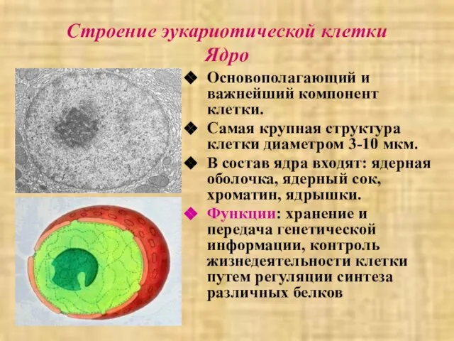 Строение эукариотической клетки Ядро Основополагающий и важнейший компонент клетки. Самая крупная