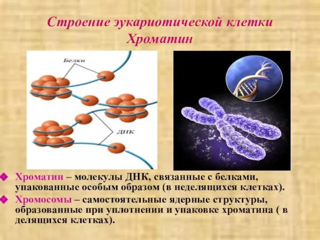 Строение эукариотической клетки Хроматин Хроматин – молекулы ДНК, связанные с белками,