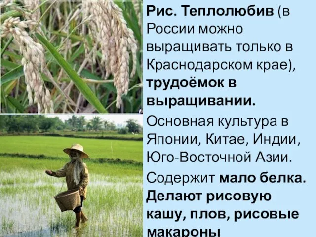 Рис. Теплолюбив (в России можно выращивать только в Краснодарском крае), трудоёмок
