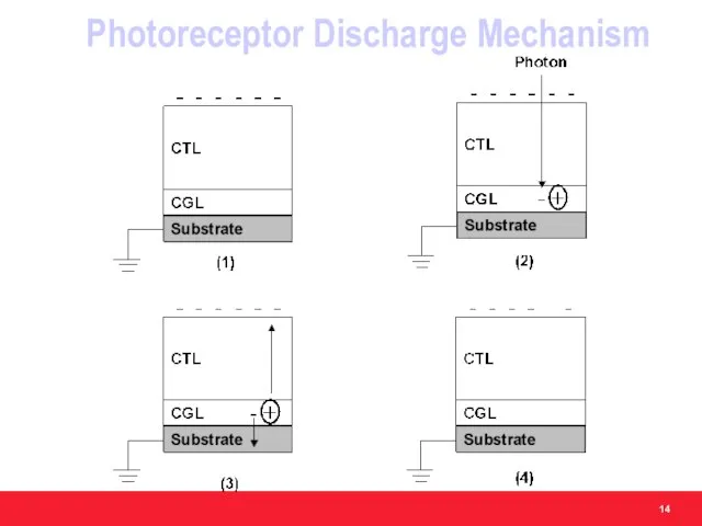 Photoreceptor Discharge Mechanism