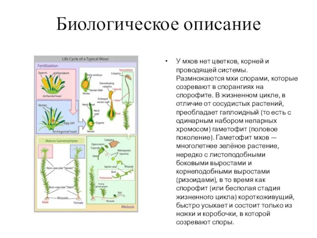 Биологическое описание У мхов нет цветков, корней и проводящей системы. Размножаются