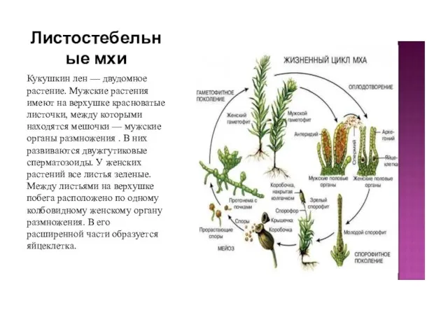 Листостебельные мхи Кукушкин лен — двудомное растение. Мужские растения имеют на