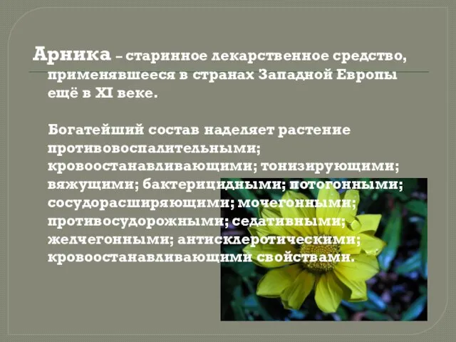 Арника – старинное лекарственное средство, применявшееся в странах Западной Европы ещё