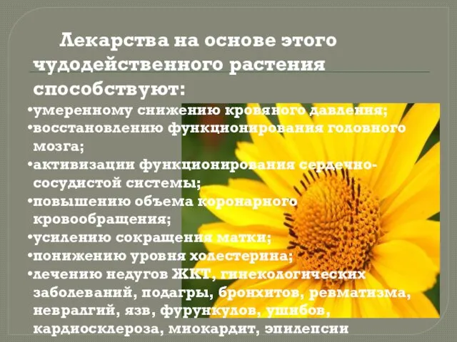 Лекарства на основе этого чудодейственного растения способствуют: умеренному снижению кровяного давления;