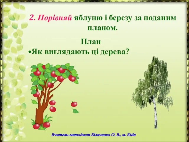 2. Порівняй яблуню і березу за поданим планом. Вчитель-методист Біляченко О.