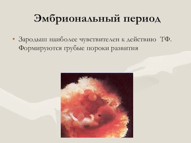 Эмбриональный период Зародыш наиболее чувствителен к действию ТФ. Формируются грубые пороки развития