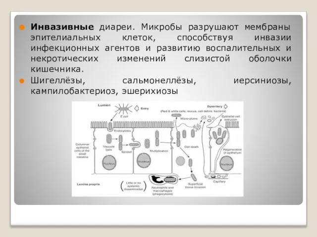 Инвазивные диареи. Микробы разрушают мембраны эпителиальных клеток, способствуя инвазии инфекционных агентов