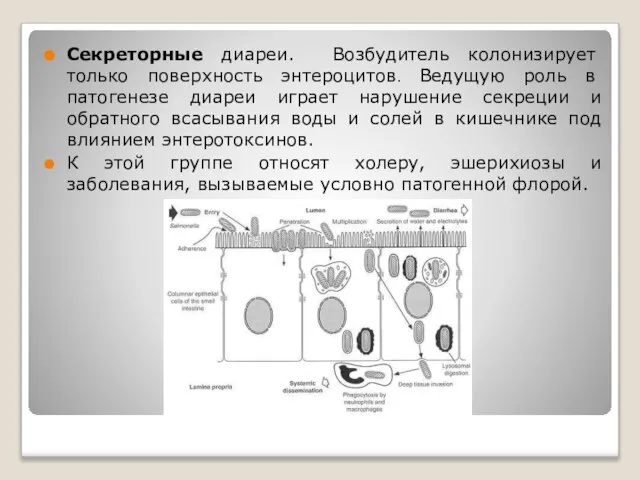 ОКИ Секреторные диареи. Возбудитель колонизирует только поверхность энтероцитов. Ведущую роль в