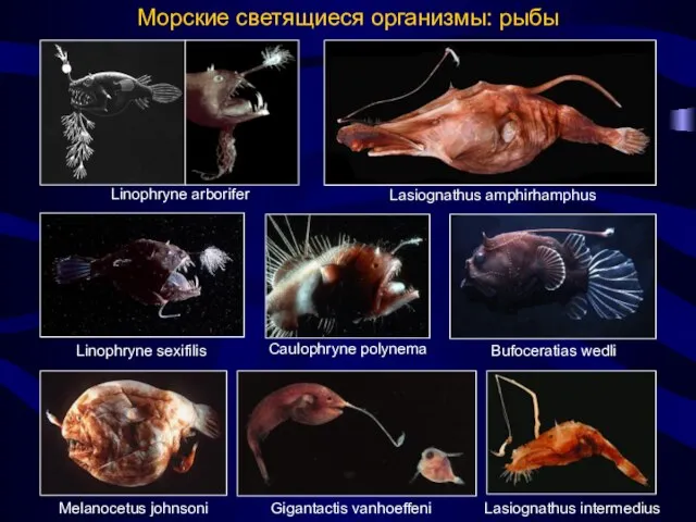 Морские светящиеся организмы: рыбы Linophryne arborifer Melanocetus johnsoni Caulophryne polynema Linophryne