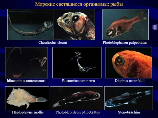 Photoblepharon palpebratus Photoblepharon palpebratus Stenobrachius Морские светящиеся организмы: рыбы Eustomias tetranema