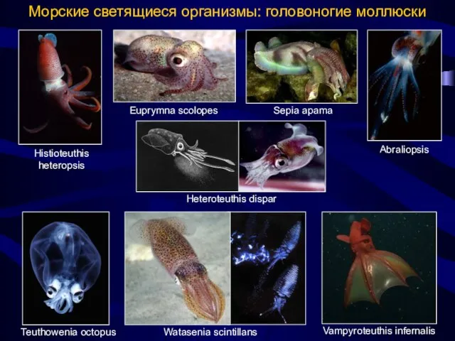 Морские светящиеся организмы: головоногие моллюски Heteroteuthis dispar Euprymna scolopes Sepia apama