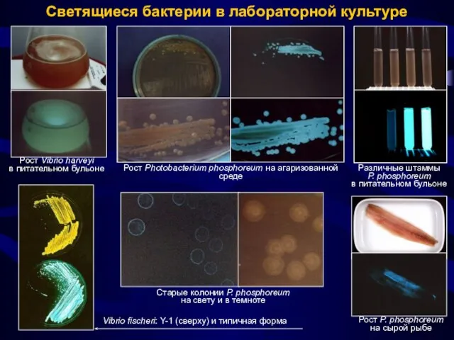 Светящиеся бактерии в лабораторной культуре Рост Vibrio harveyi в питательном бульоне