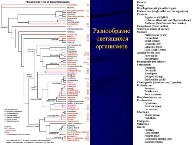 Разнообразие светящихся организмов