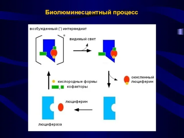 Биолюминесцентный процесс