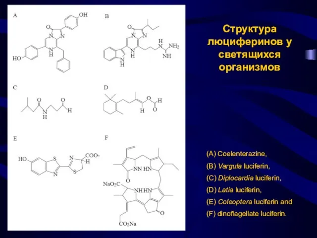 (A) Coelenterazine, (B) Vargula luciferin, (C) Diplocardia luciferin, (D) Latia luciferin,