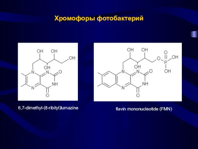 Хромофоры фотобактерий 6,7-dimethyl-(8-ribityl)lumazine flavin mononucleotide (FMN)