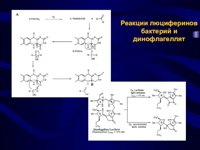 Реакции люциферинов бактерий и динофлагеллят