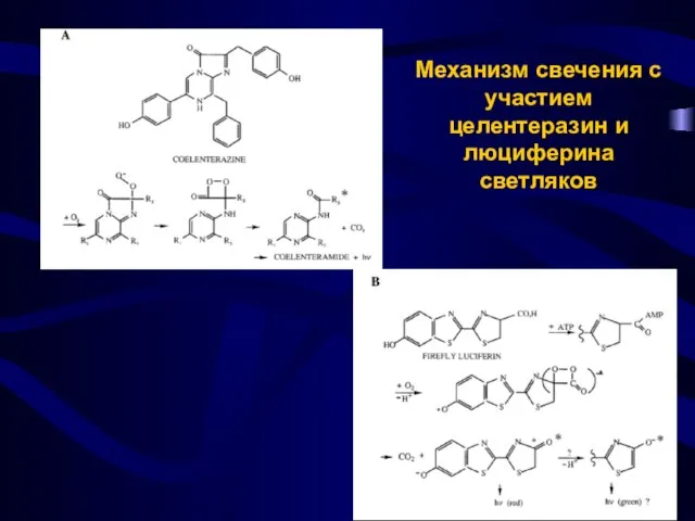 Механизм свечения с участием целентеразин и люциферина светляков