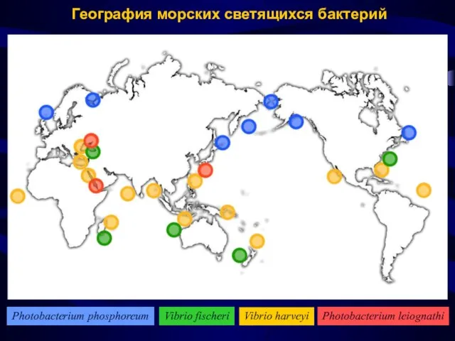 География морских светящихся бактерий Photobacterium phosphoreum Vibrio fischeri Vibrio harveyi Photobacterium leiognathi