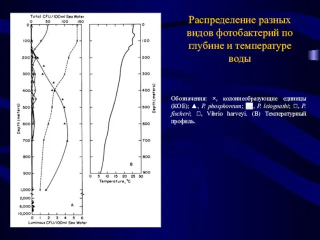 Распределение разных видов фотобактерий по глубине и температуре воды Обозначения: ×,