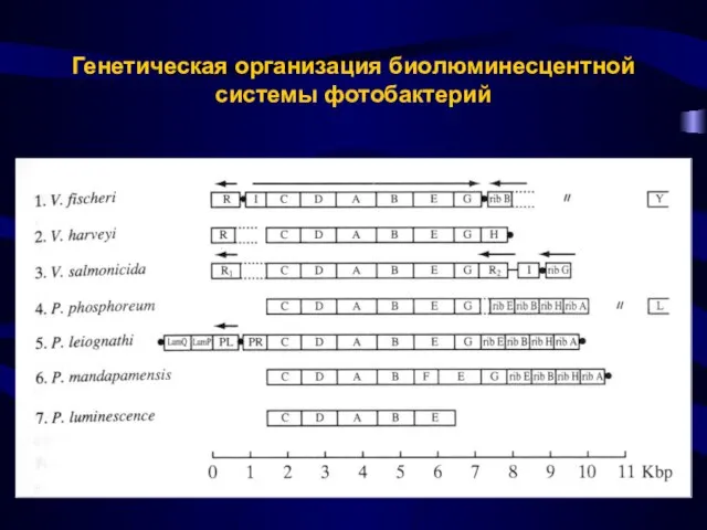 Генетическая организация биолюминесцентной системы фотобактерий