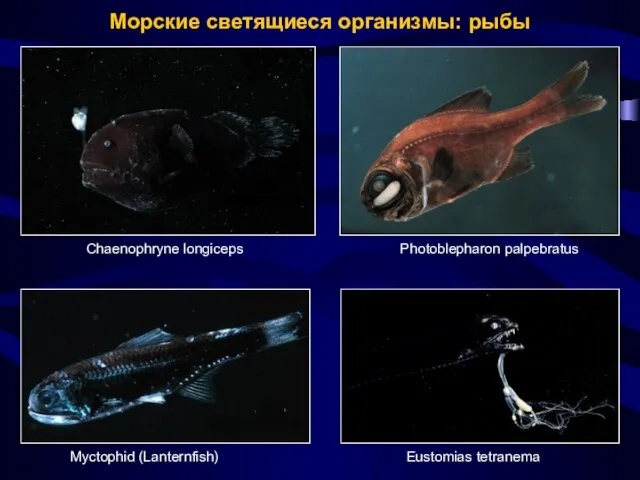 Морские светящиеся организмы: рыбы Photoblepharon palpebratus Eustomias tetranema Myctophid (Lanternfish) Chaenophryne longiceps