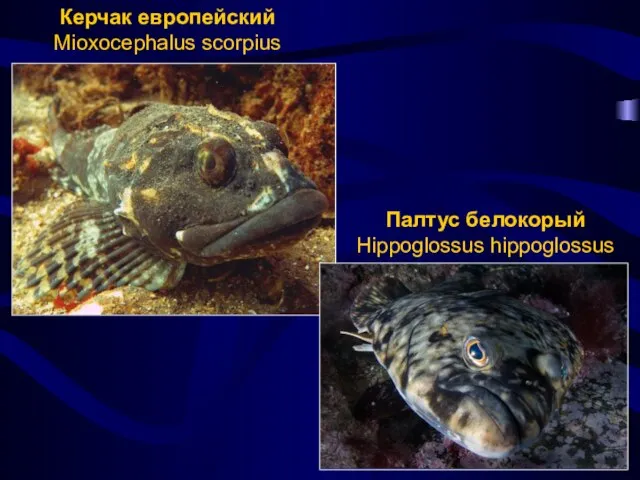 Керчак европейский Mioxocephalus scorpius Палтус белокорый Hippoglossus hippoglossus