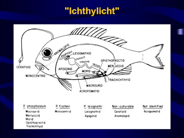 "Ichthylicht"