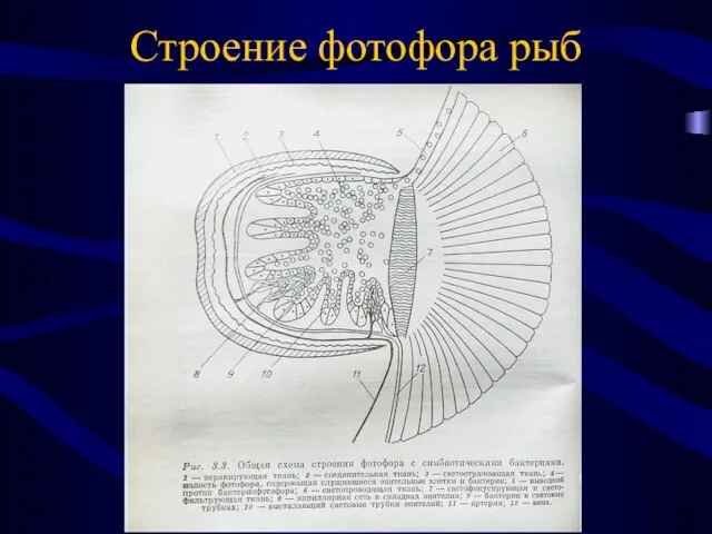 Строение фотофора рыб