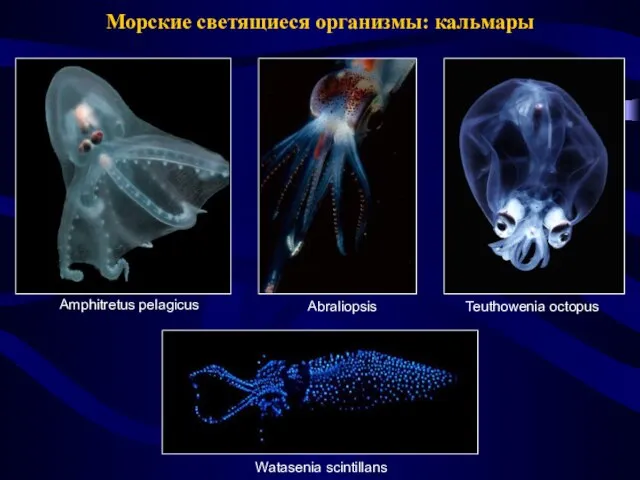 Морские светящиеся организмы: кальмары Amphitretus pelagicus Teuthowenia octopus Watasenia scintillans Abraliopsis