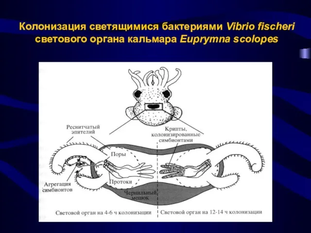 Колонизация светящимися бактериями Vibrio fischeri светового органа кальмара Euprymna scolopes