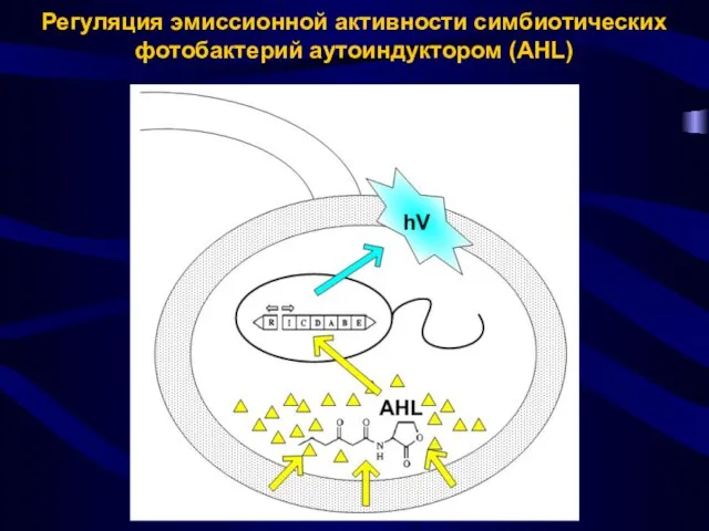 Регуляция эмиссионной активности симбиотических фотобактерий аутоиндуктором (AHL)