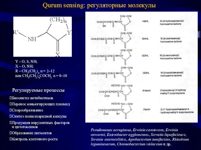 Qurum sensing: регуляторные молекулы Биосинтез антибиотиков Перенос коньюгирующих плазмид Спорообразование Синтез