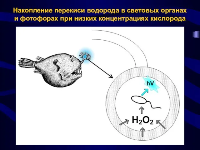 Накопление перекиси водорода в световых органах и фотофорах при низких концентрациях кислорода