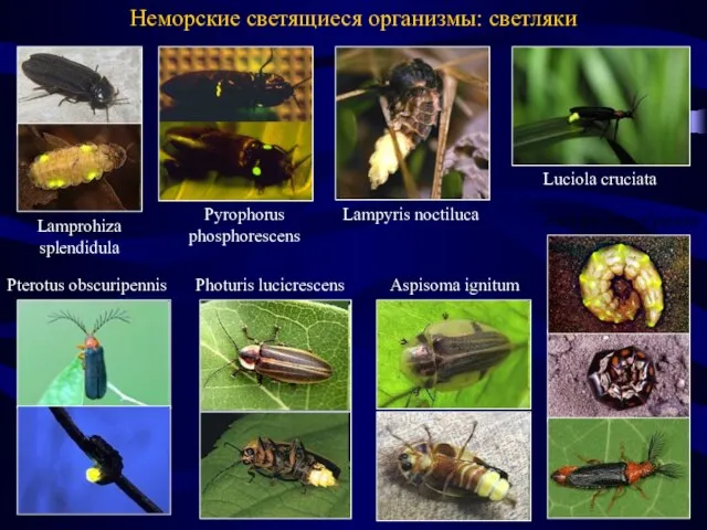 Неморские светящиеся организмы: светляки Luciola cruciata Lampyris noctiluca Pyrophorus phosphorescens Lamprohiza