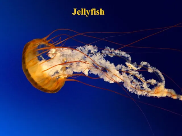 Jellyfish Jellyfish