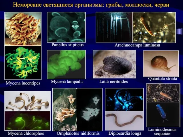 Mycena chlorophos Omphalotus nidiformis Quantula striata Неморские светящиеся организмы: грибы, моллюски,