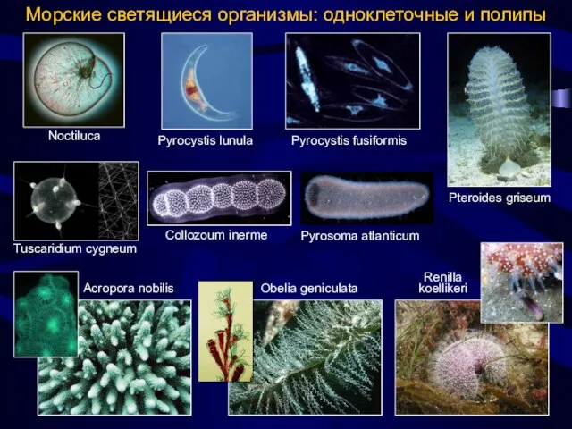 Морские светящиеся организмы: одноклеточные и полипы Renilla koellikeri Obelia geniculata Pyrocystis