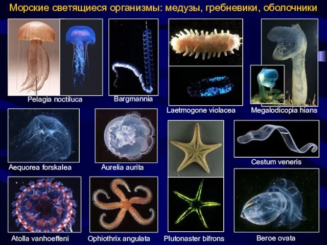 Aequorea forskalea Морские светящиеся организмы: медузы, гребневики, оболочники Bargmannia Atolla vanhoeffeni