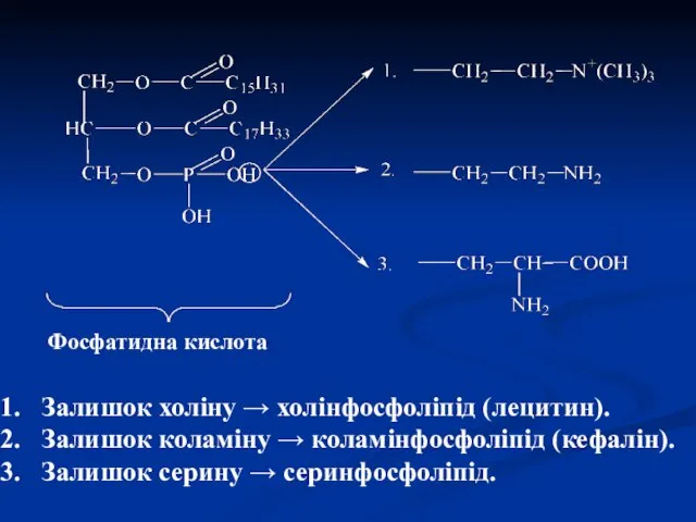 Фосфатидна кислота Залишок холіну → холінфосфоліпід (лецитин). Залишок коламіну → коламінфосфоліпід (кефалін). Залишок серину → серинфосфоліпід.