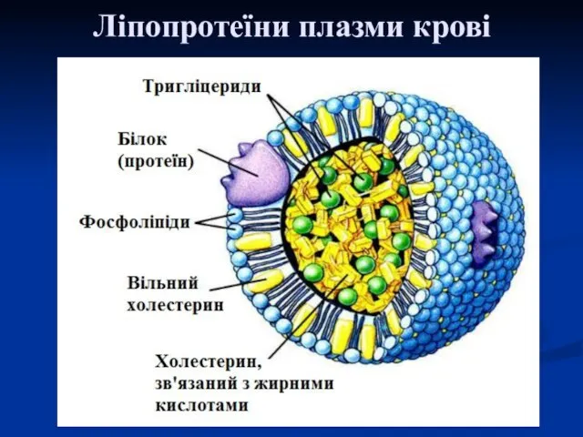 Ліпопротеїни плазми крові
