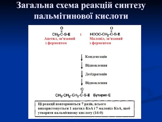 Загальна схема реакцій синтезу пальмітинової кислоти