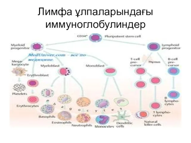 Лимфа ұлпаларындағы иммуноглобулиндер