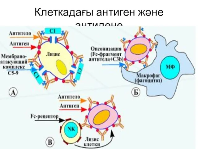 Клеткадағы антиген және антидене