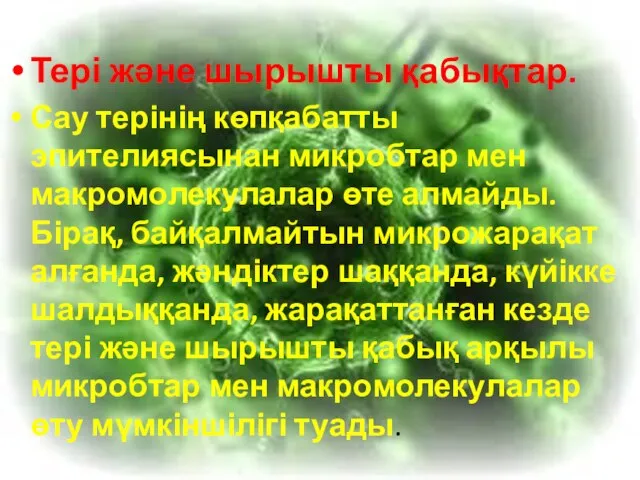 Тері және шырышты қабықтар. Сау терінің көпқабатты эпителиясынан микробтар мен макромолекулалар