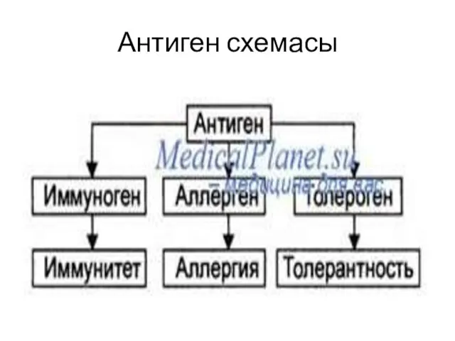 Антиген схемасы