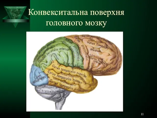 Конвекситальна поверхня головного мозку